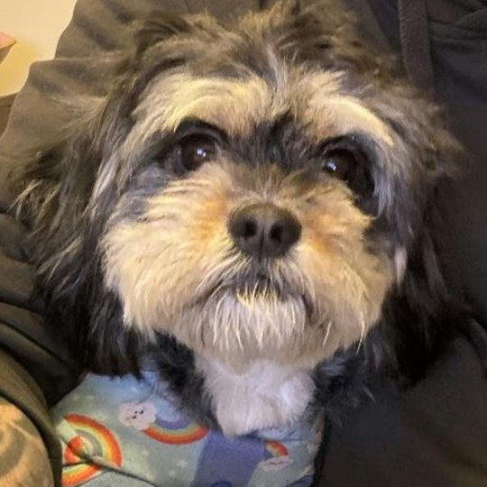  Burrito dog lost 7 november